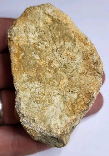 Huge dinosaur vertebra - huge, fossil