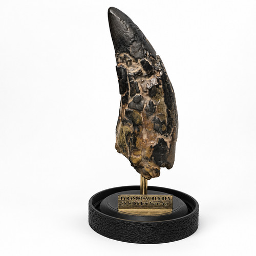 Tyrannosaurus rex fossil tooth - tyrannosaurus,